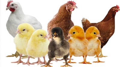 Poultry Farm Chemical Company in Dubai - UAE