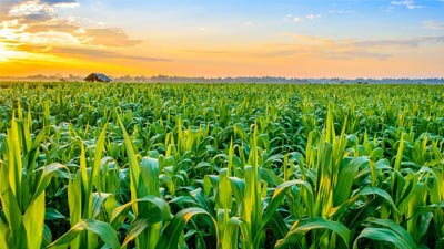 Agricultural Chemical Supplier in Dubai